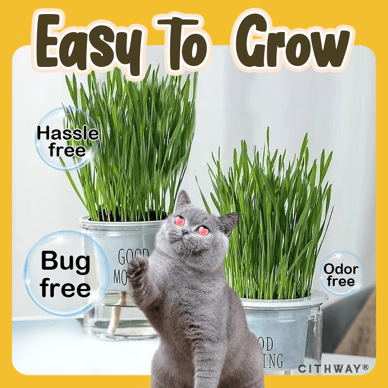 Cithway® Easy-Grow Cat Grass Snack