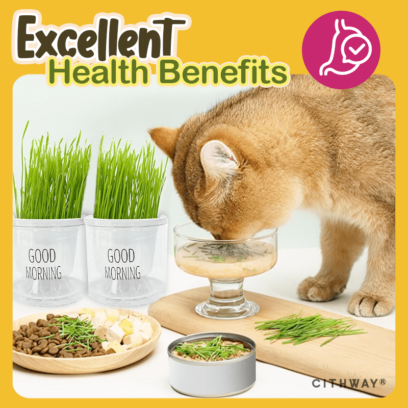 Cithway® Easy-Grow Cat Grass Snack