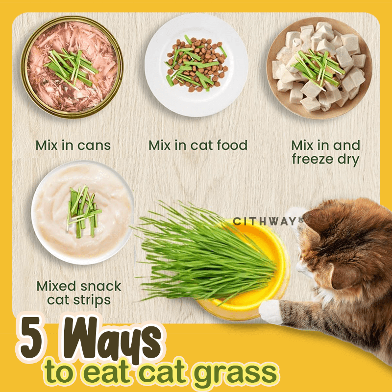 Cithway® Easy-Grow Cat Grass Snack